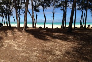Looking through the Ironwood trees at the beach and ocean.